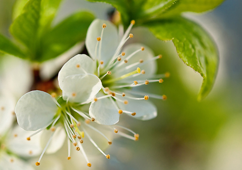 Объектив Гелиос 44M-6 для Sony Alpha - пример фото