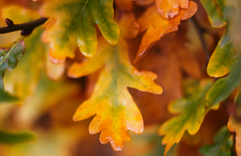 Объектив Гелиос 44M-6 для Sony Alpha - пример фото