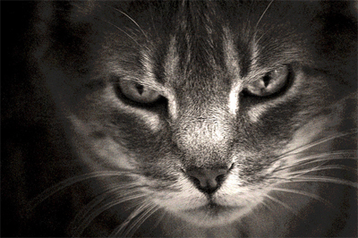 Объектив Samyang 500mm f/8.0 для Sony NEX